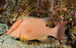 Hogfish (Lachnolaimus maximus) at intermediate stage. by Larissa Roorda 